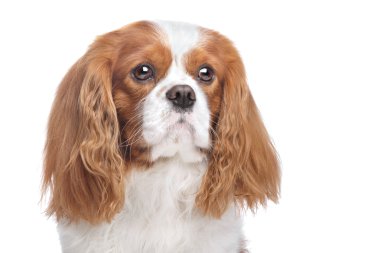 Cavalier King Charles Spaniel Blenheim