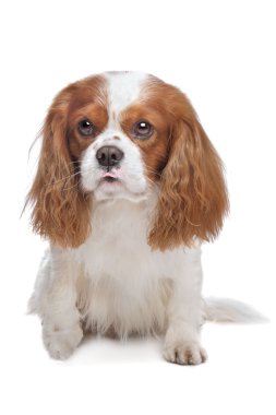 Cavalier King Charles Spaniel Blenheim