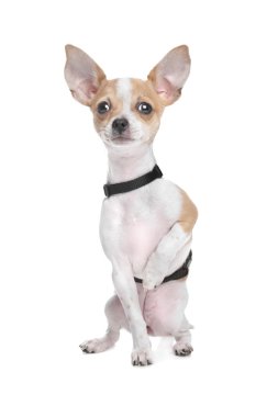 Short haired chihuahua clipart