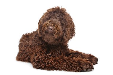 kahverengi labradoodle