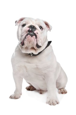 İngilizce Bulldog