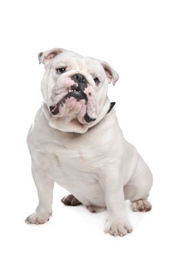 İngilizce Bulldog