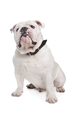 İngilizce Bulldog