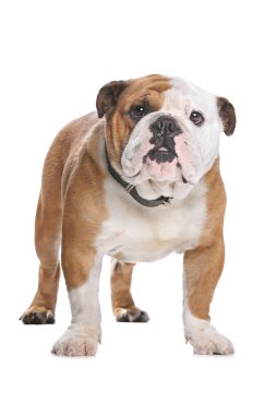 İngilizce Bulldog