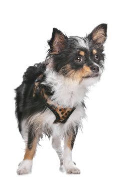 karışık cins köpek