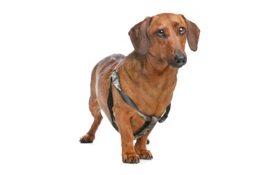 Dachshund