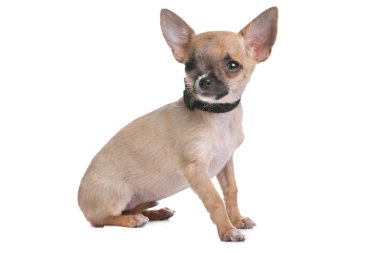 kısa saçlı chihuahua