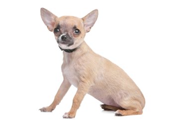 kısa saçlı chihuahua