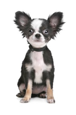 Long haired chihuahua puppy clipart