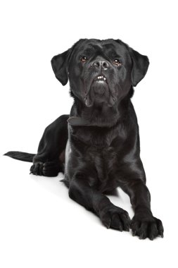 siyah karışık cins köpek