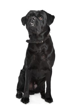 siyah karışık cins köpek