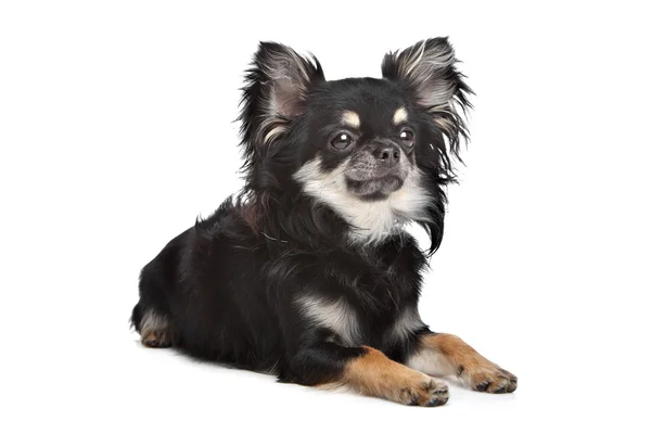 Chihuahua długowłosy — Zdjęcie stockowe