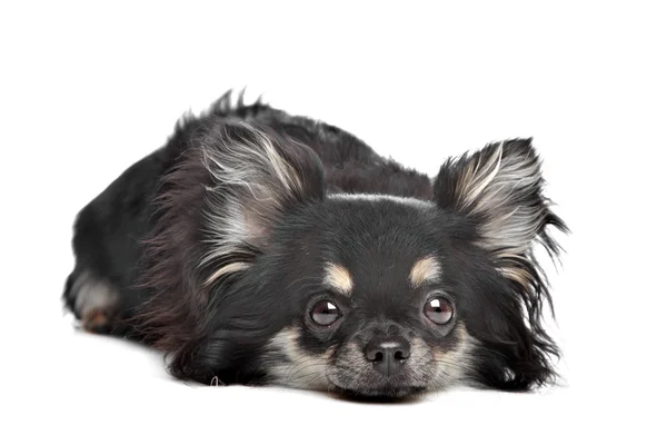 Chihuahua dai capelli lunghi — Foto Stock