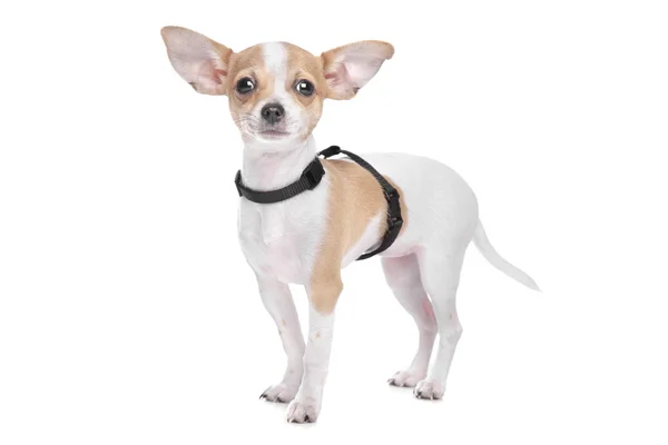 Chihuahua de pelo corto — Foto de Stock