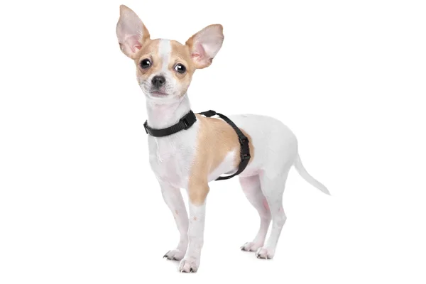 Chihuahua de pelo corto — Foto de Stock