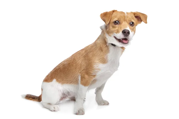 Mixed breed dog — Stock Photo, Image