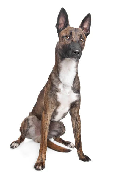 Belgischer Schäferhund malinois — Stockfoto