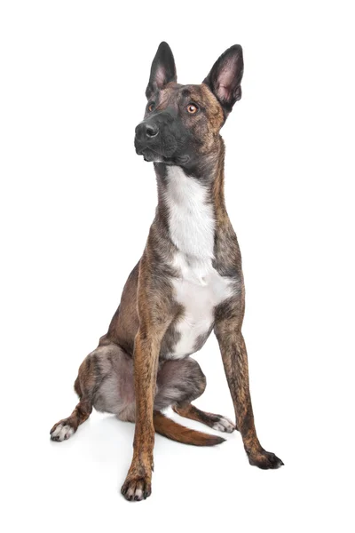 Cane da pastore belga Malinois — Foto Stock