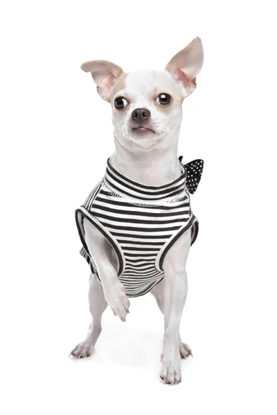 Chihuahua öltözve — Stock Fotó