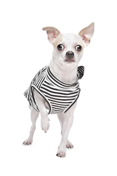 stock image Dressed chihuahua