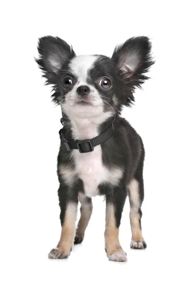 Cachorro de cabelo comprido chihuahua — Fotografia de Stock