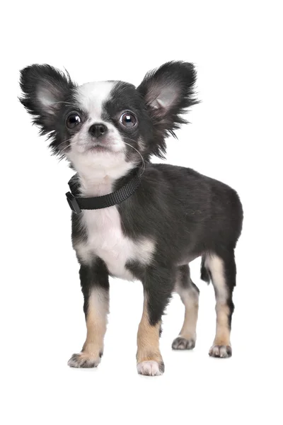 Chihuahua długowłosy szczeniak — Zdjęcie stockowe