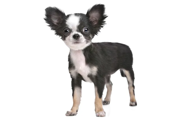 Chihuahua długowłosy szczeniak — Zdjęcie stockowe