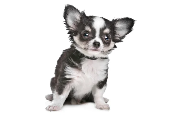Cachorro de cabelo comprido chihuahua — Fotografia de Stock