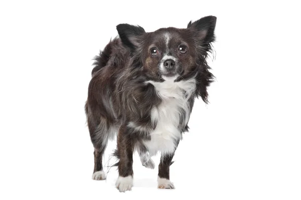 Chihuahua de pelo largo —  Fotos de Stock