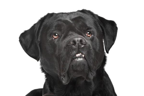 Fekete vegyes fajta kutya — Stock Fotó
