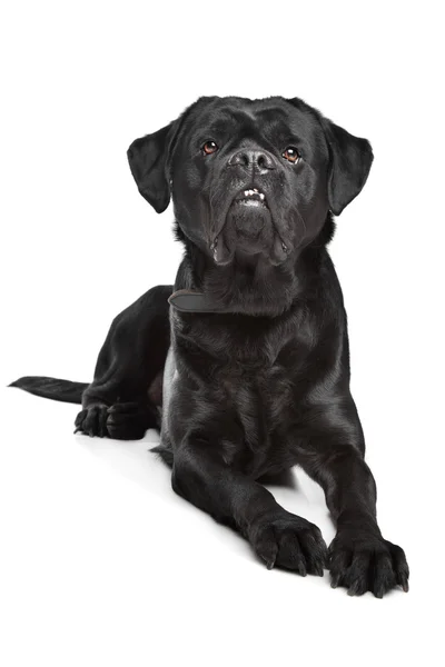 Nero cane di razza mista — Foto Stock