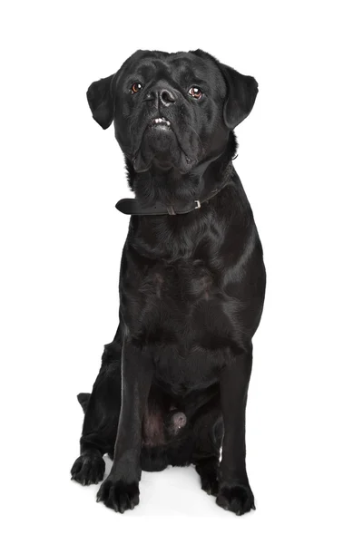 Nero cane di razza mista — Foto Stock
