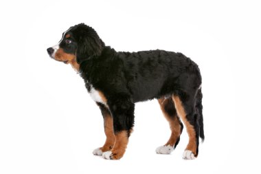 Bernese dağ köpeği yavrusu.