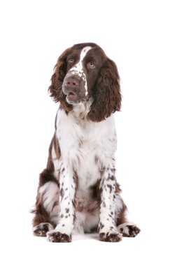 Springer spaniel