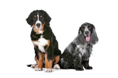 Two dogs clipart