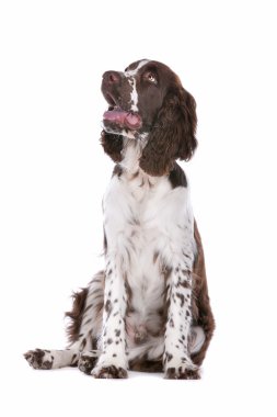 Springer Spaniel clipart