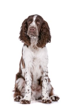 Springer spaniel