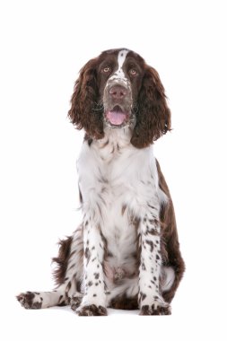 Springer spaniel