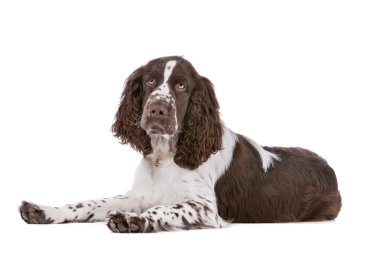 Springer spaniel