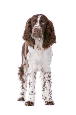 Springer spaniel