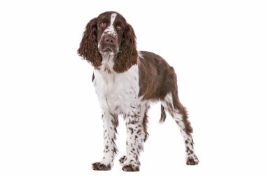 Springer spaniel