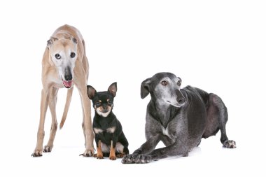 Two greyhounds and a chihuahua clipart