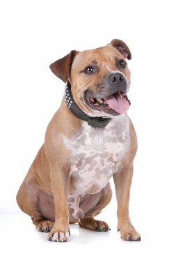 Staffordshire bull terrier clipart