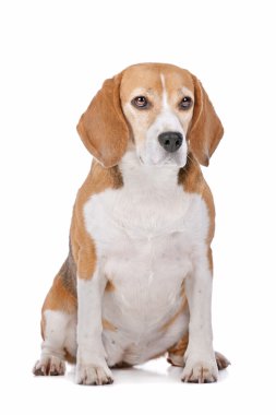 Beagle köpek beyaz