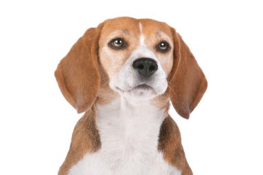 Beagle köpek beyaz