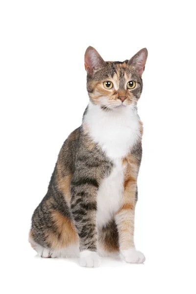 Kočka domácí — Stock fotografie