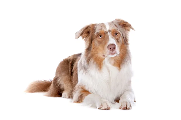 stock image Australian shepherd