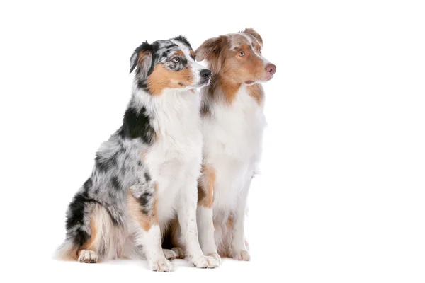 Two Australian Shepherd dogs — Stock Photo, Image