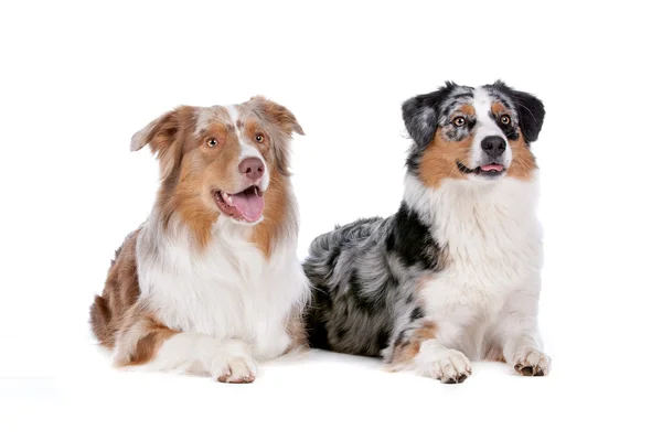 Two Australian Shepherd dogs — Stock Photo, Image