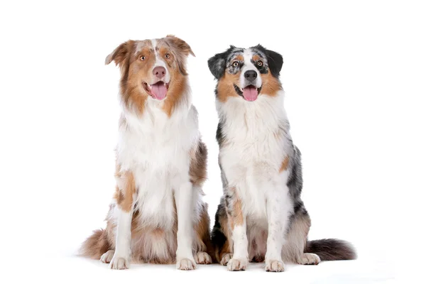 Två australian shepherd hundar — Stockfoto
